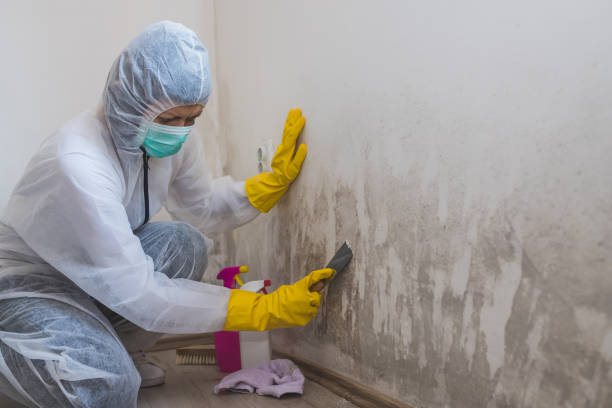 Best Crawl Space Mold Remediation in Masury, OH