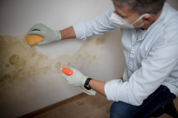 Best Post-Flood Mold Remediation in Masury, OH