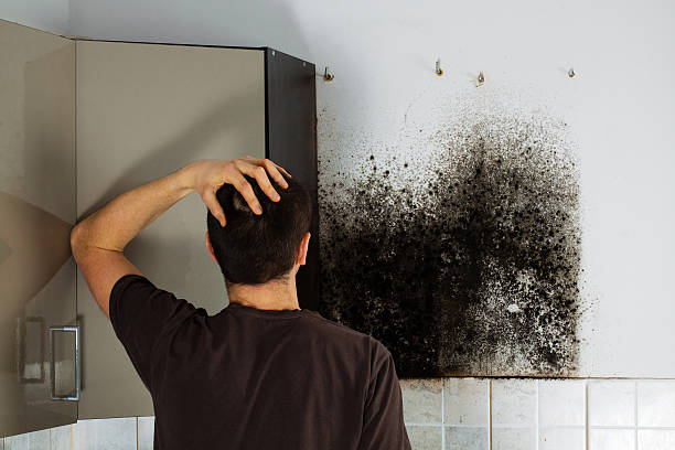 Best Industrial Mold Remediation in Masury, OH