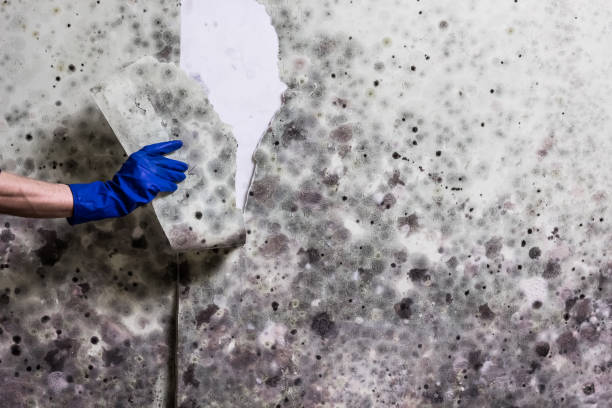Best Residential Mold Remediation in Masury, OH